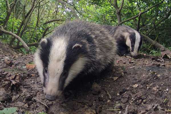 Stop the Badger Cull